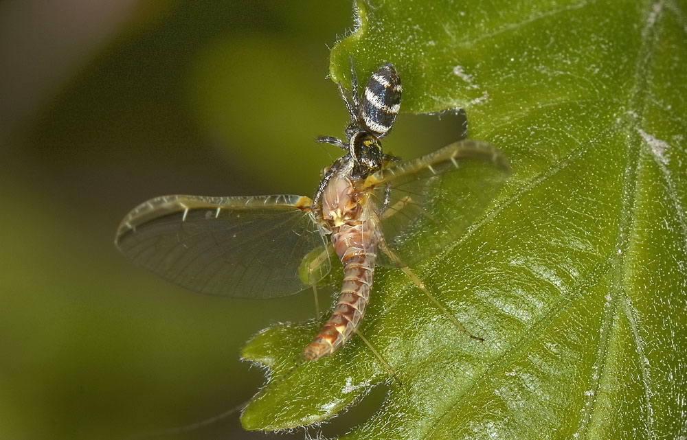 Salticus scenicus - San Giorio di Susa (TO)